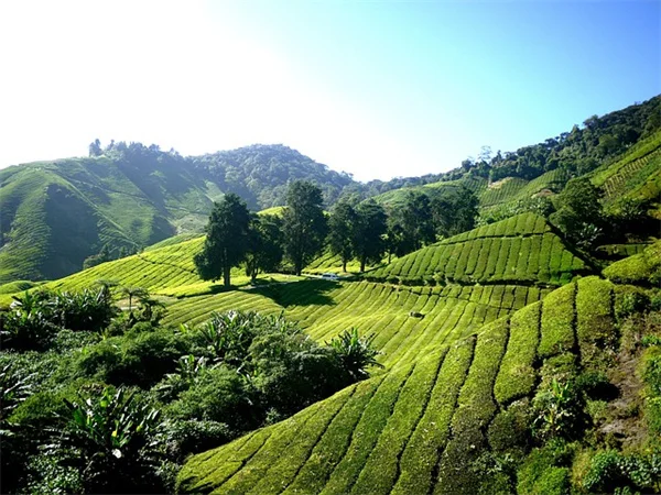 8,200 Daily Steps Can Lower Chronic Disease Risk - New Study Reveals