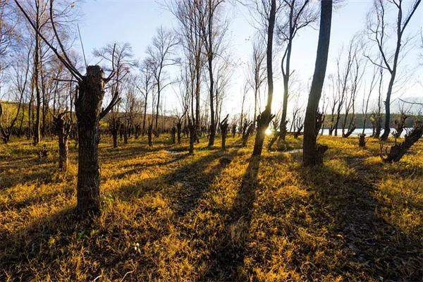 Black Coffee Benefits: 3-5 Cups Daily May Lower Diabetes Risk 30%